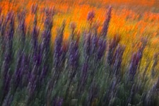 Antelope-Wildflower-Study-3.jpg