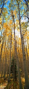 Aspen-Canopy.jpg