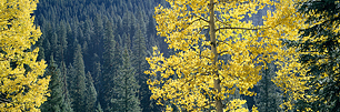 Aspens-and-Pines.jpg