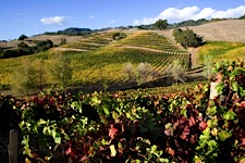 Autumn-Vineyard-Bounty.jpg