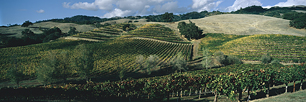 Autumn-Vineyard-Hills-Panoramic.jpg