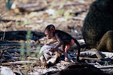 Baboon-Curiousity.jpg