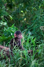 Baby-Baboon.jpg