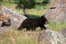 Baby-Bear-Prarie.jpg