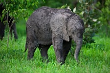 Baby-Elephant-Sandbox.jpg