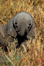 Baby-Elephant-Sunrise.jpg