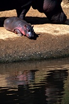 Baby-Hippo-Reflection.jpg