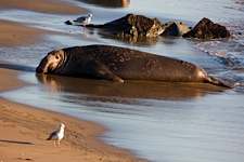 Beached-Elephant.jpg