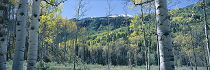 Bear-Claw-Aspens.jpg