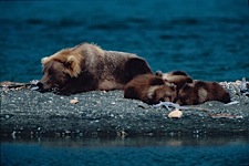 Bear-Dreamtime.jpg