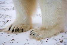 Bear-Paw.jpg