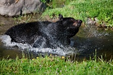 Bear-Plunge.jpg