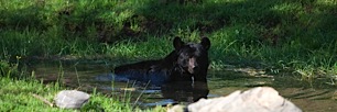 Bear-Swimming-Hole.jpg