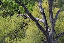 Big-Sur-Eagle-Lookout.jpg