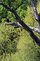 Big-Sur-Eagle-Perch.jpg