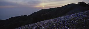 Big-Sur-Spring-Pastoral.jpg