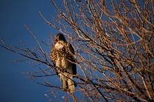 Bird-Watch.jpg