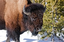 Bison-Passage.jpg