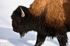 Bison-Sojourn.jpg