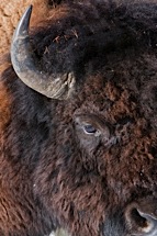 Bison-Velvet.jpg