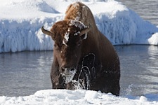 Bison-Waterdance.jpg