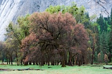 Black-Oak-in-the-Valley.jpg