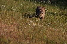 Bobcat-Curiousity.jpg