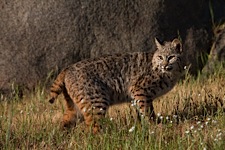 Bobcat-Lunch.jpg