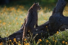 Bobcat-Poise.jpg