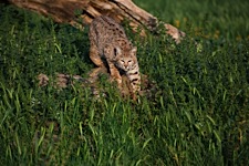 Bobcat-Pounce.jpg