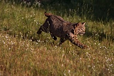 Bobcat-in-Motion.jpg