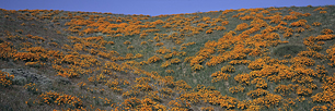 California-Poppies.jpg