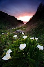 Calla-Lily-Sunset.jpg