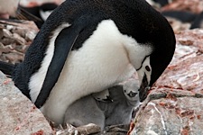 Chinstrap-Penguin-Nest.jpg