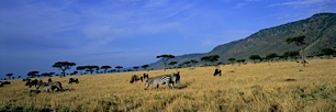 Classic-African-Savannah.jpg