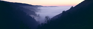 Coastal-Redwoods-in-Evening-Light.jpg