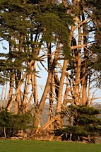 Coastal-Tree-Sculpture.jpg