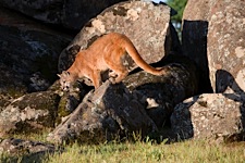 Cougar-Intensity.jpg