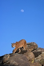 Cougar-Traverse.jpg