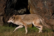 Coyote-Motion.jpg