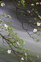 Delicate-River-Dogwoods.jpg