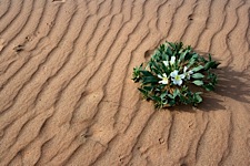 Desert-Flower.jpg