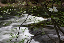 Dogwood-Banks.jpg