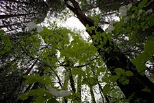 Dogwood-Canopy.jpg