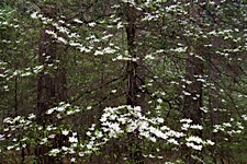 Dogwood-Impressions.jpg