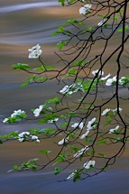 Dogwood-Sunrise-and-River-Reflections.jpg