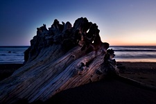 Driftwood-Giant.jpg