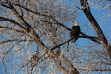 Eagle-Lookout.jpg