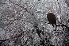 Eagle-of-the-Klamath.jpg