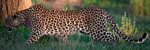 Elegant-Leopard.jpg